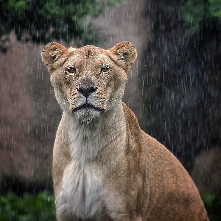 Lioness In The Rain photo 19