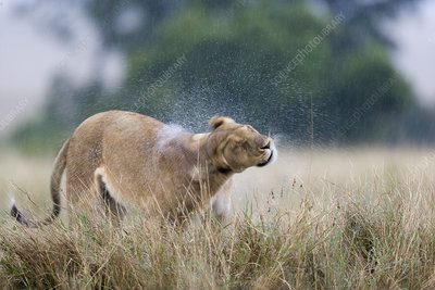 Lioness In The Rain photo 11